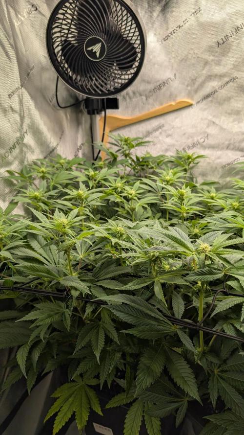 Orange Bud. Week 9