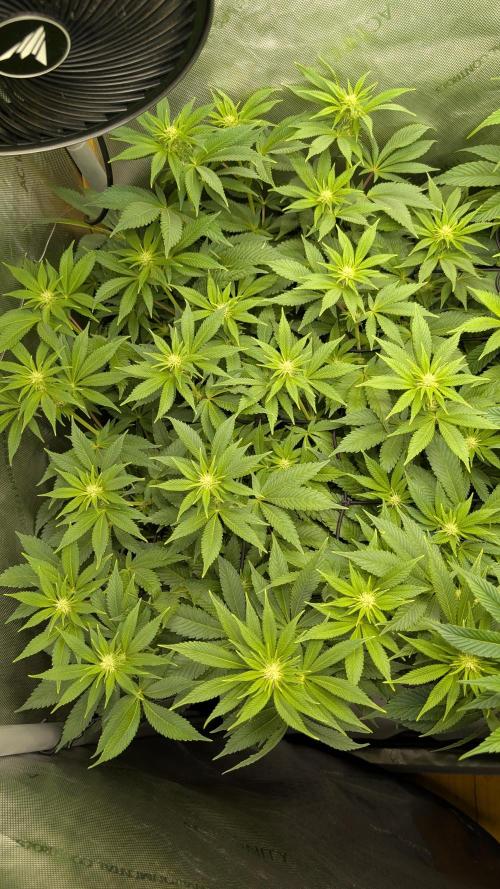Orange Bud. Week 9