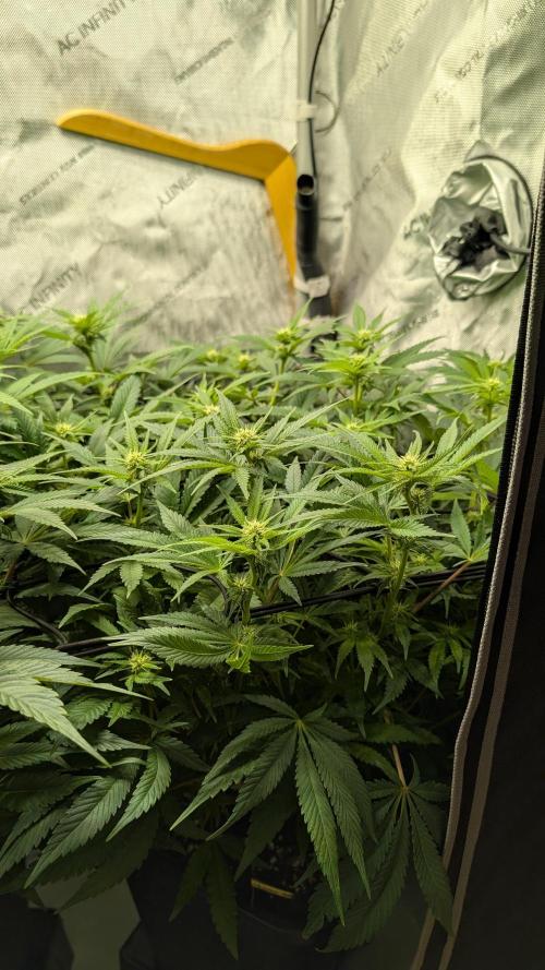 GH Cheese. Week 10
