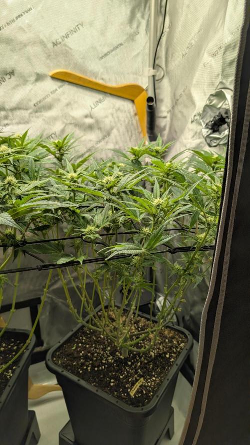 GH Cheese. Week 10