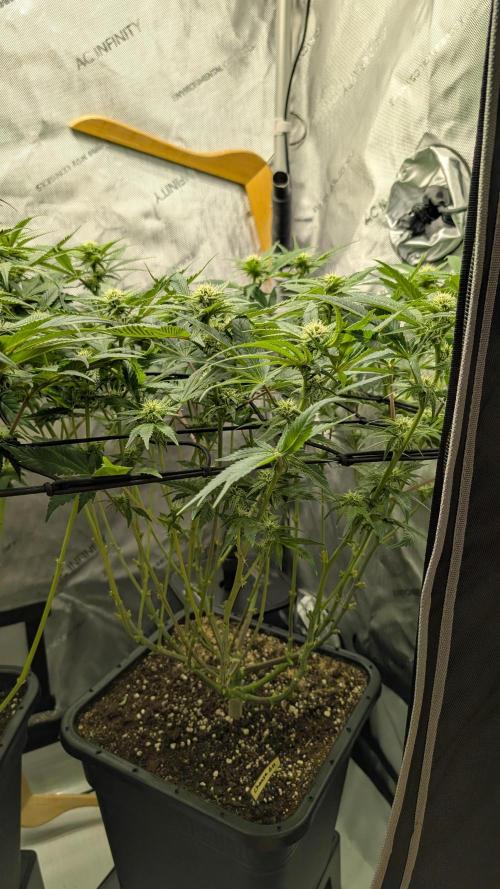 GH Cheese. Week 10