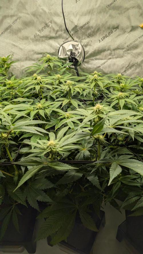 Orange Bud 2.0. Week 10