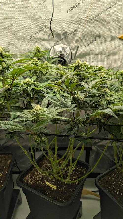 Orange Bud 2.0. Week 10