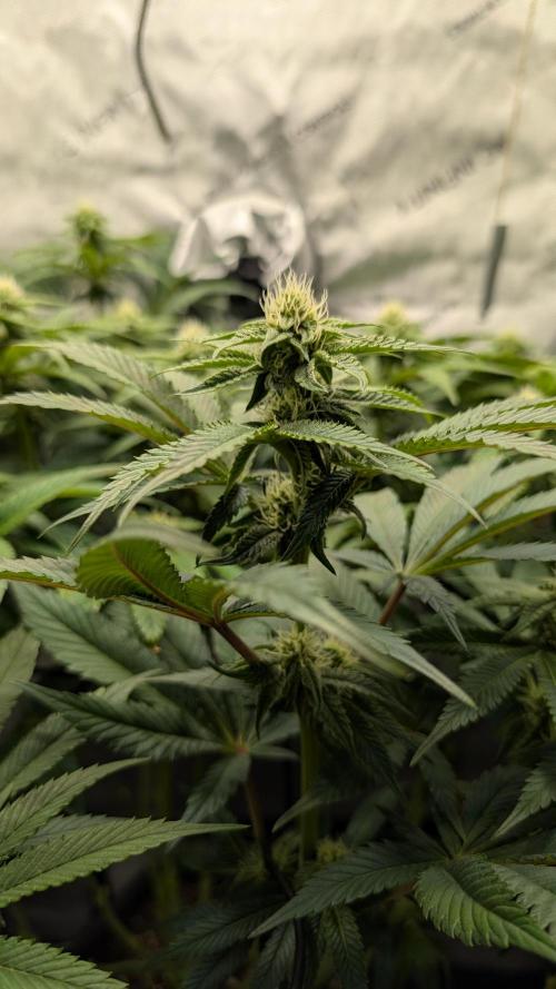Orange Bud 2.0. Week 10