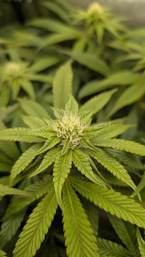 Orange Bud 2.0. Week 10