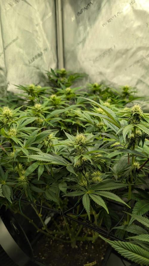 Orange Bud. Week 10
