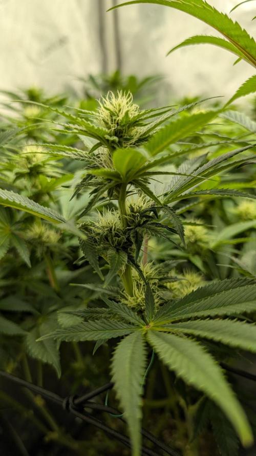 Orange Bud. Week 10