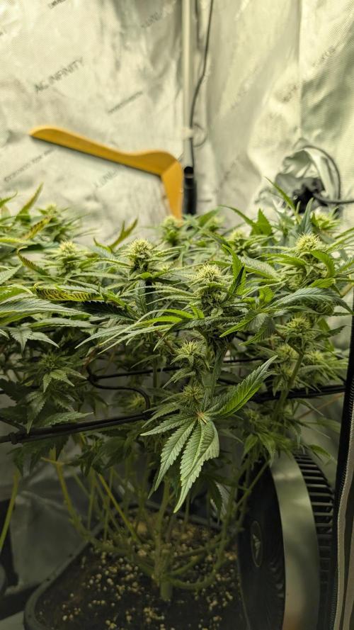 GH Cheese. Week 11