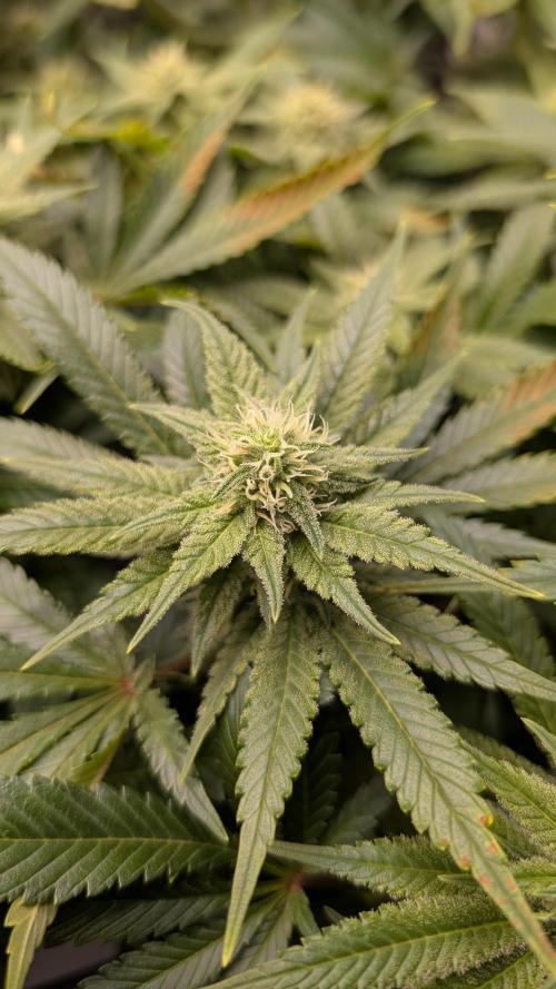 GH Cheese. Week 11