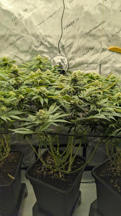 Orange Bud 2.0. Week 11