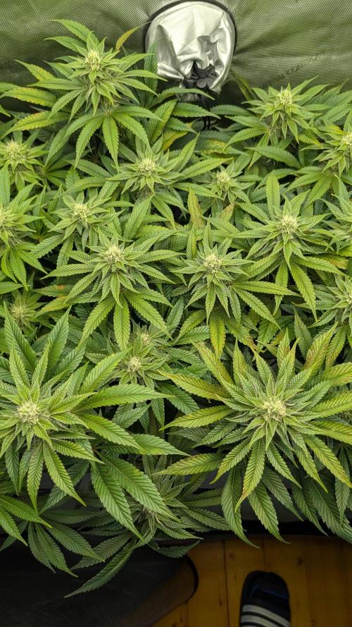 Orange Bud 2.0. Week 11