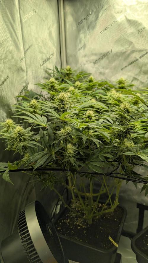 Orange Bud. Week 11