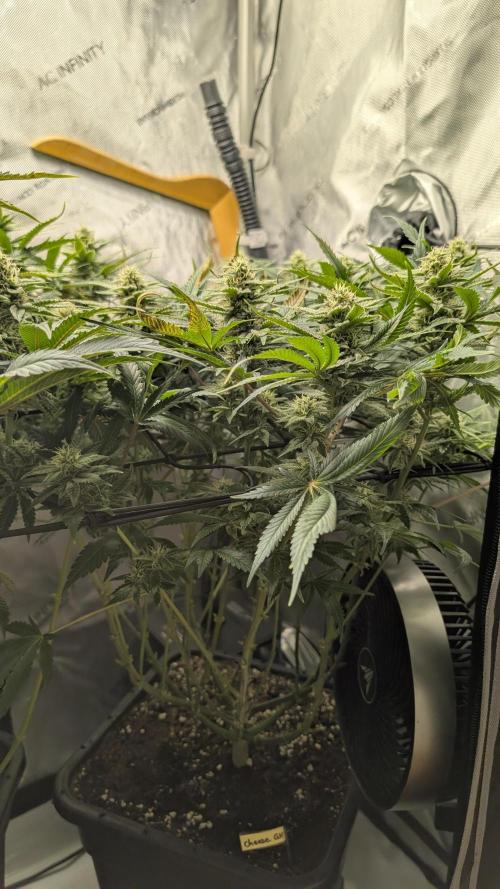 GH Cheese. Week 12