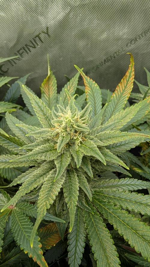 GH Cheese. Week 12
