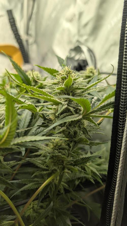 GH Cheese. Week 12