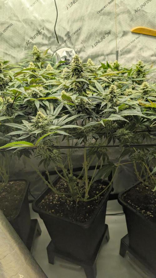 Orange Bud 2.0. Week 12