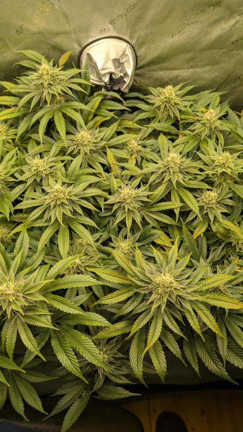 Orange Bud 2.0. Week 12