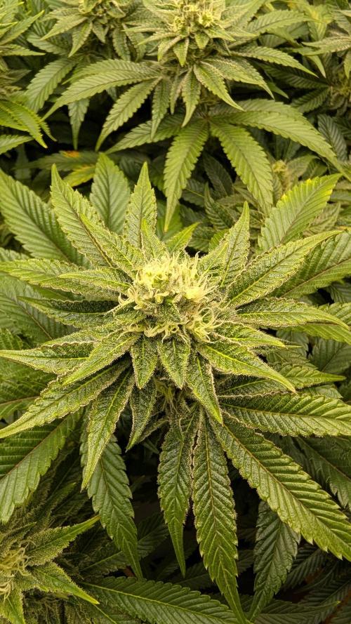 Orange Bud 2.0. Week 12