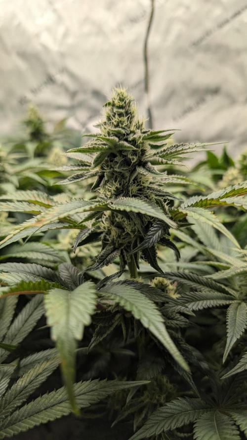 Orange Bud 2.0. Week 12