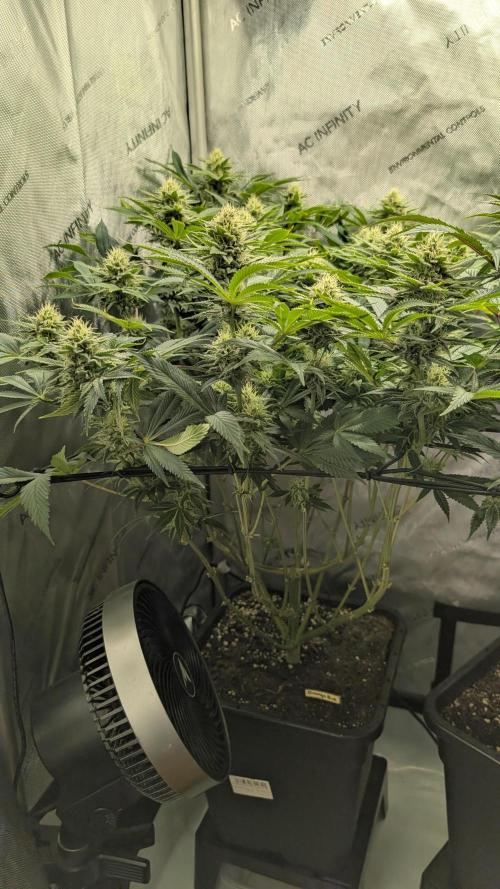 Orange Bud. Week 12