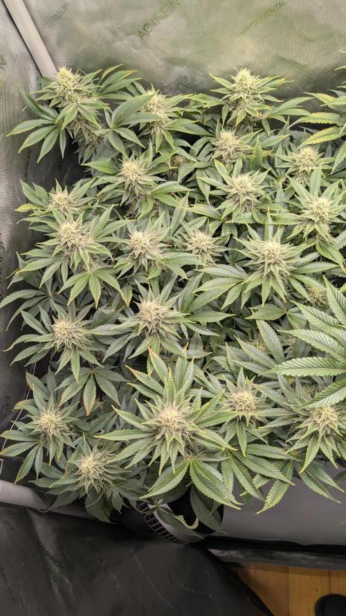 Orange Bud. Week 12