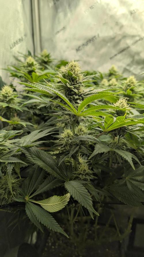 Orange Bud. Week 12