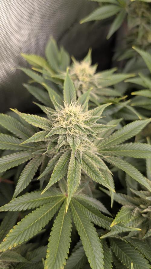Orange Bud. Week 12