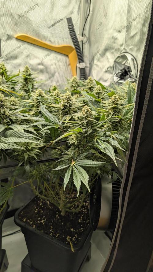 GH Cheese. Week 13