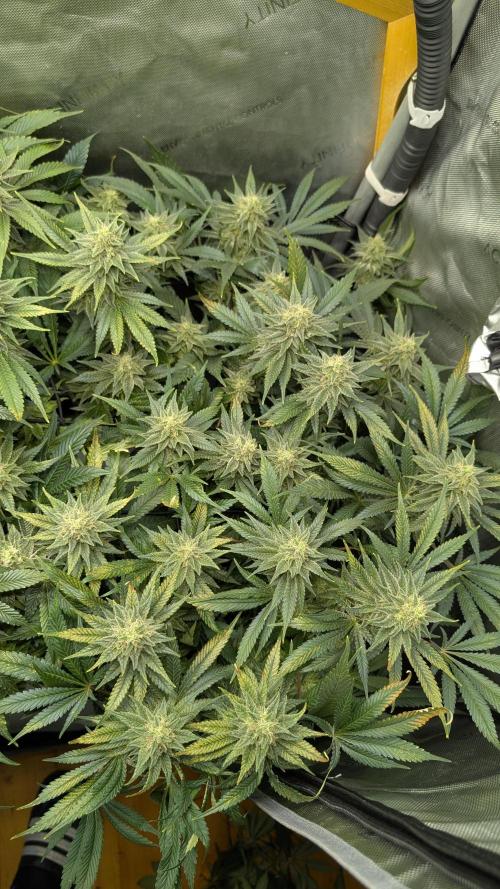 GH Cheese. Week 13