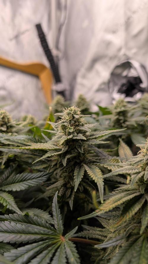 GH Cheese. Week 13