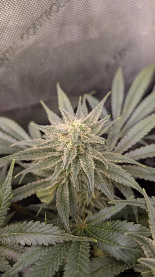 GH Cheese. Week 13