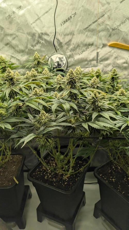 Orange Bud 2.0. Week 13