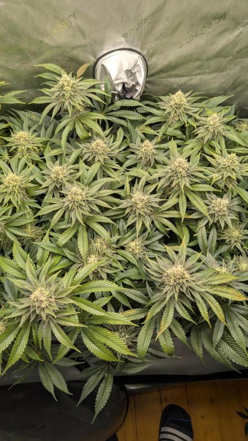 Orange Bud 2.0. Week 13