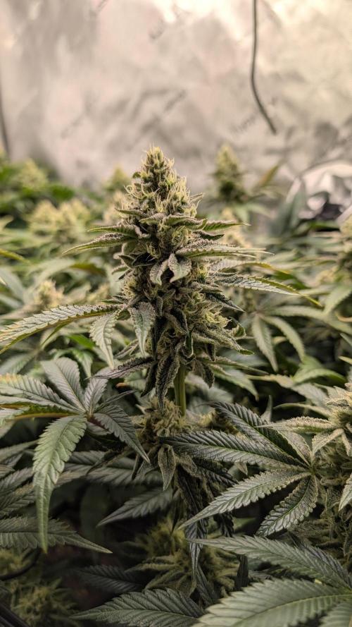 Orange Bud 2.0. Week 13