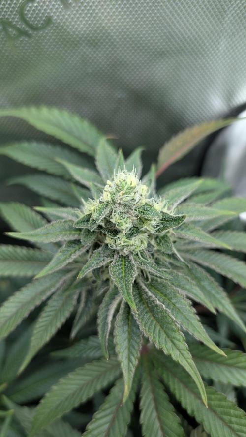 Orange Bud 2.0. Week 13