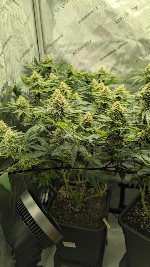 Orange Bud. Week 13