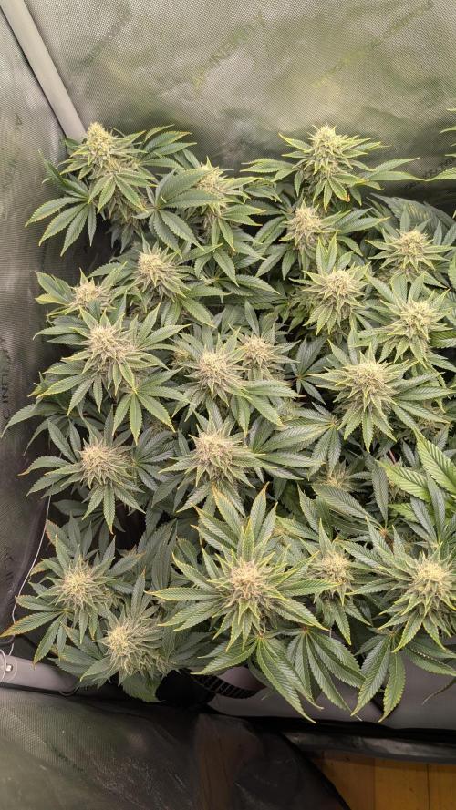 Orange Bud. Week 13