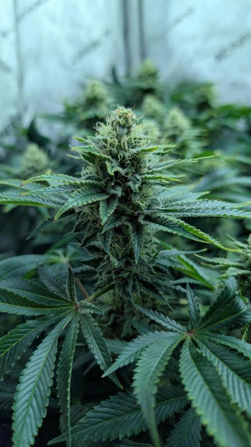 Orange Bud. Week 13