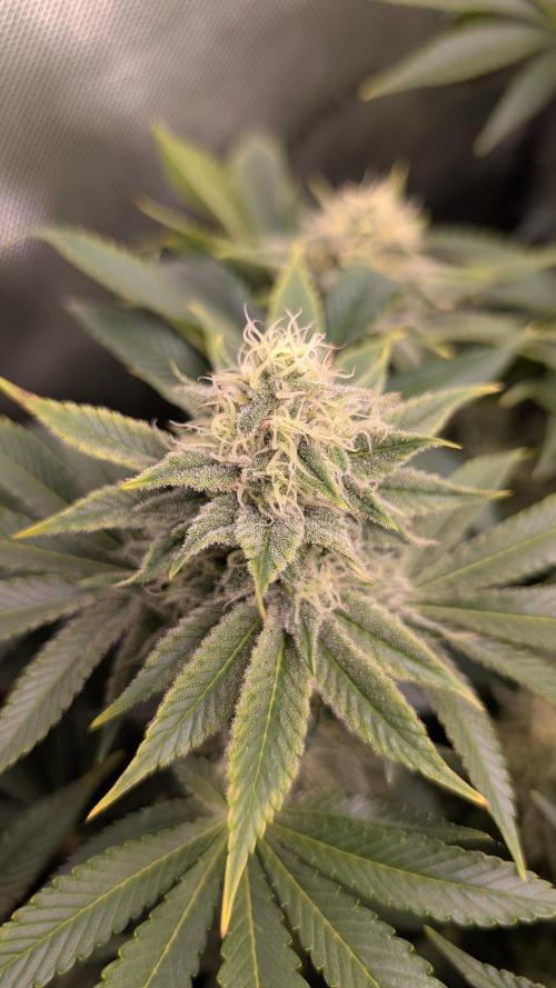 Orange Bud. Week 13