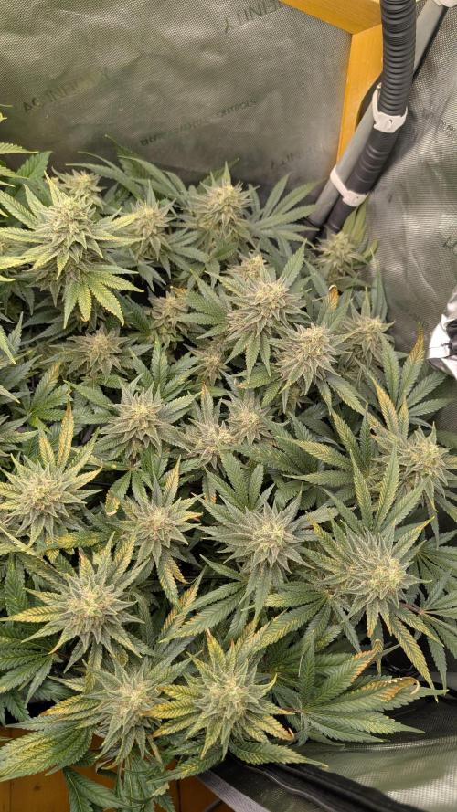GH Cheese. Week 14