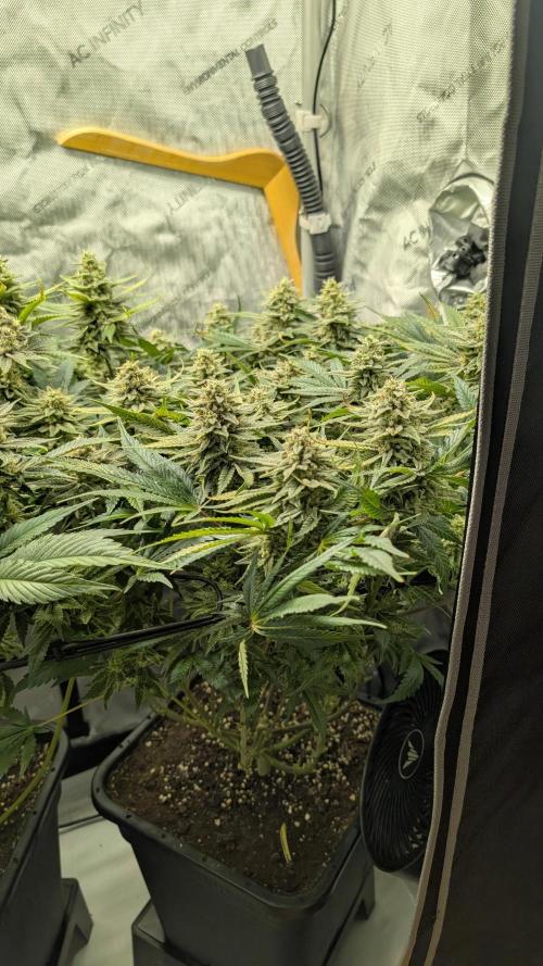 GH Cheese. Week 14