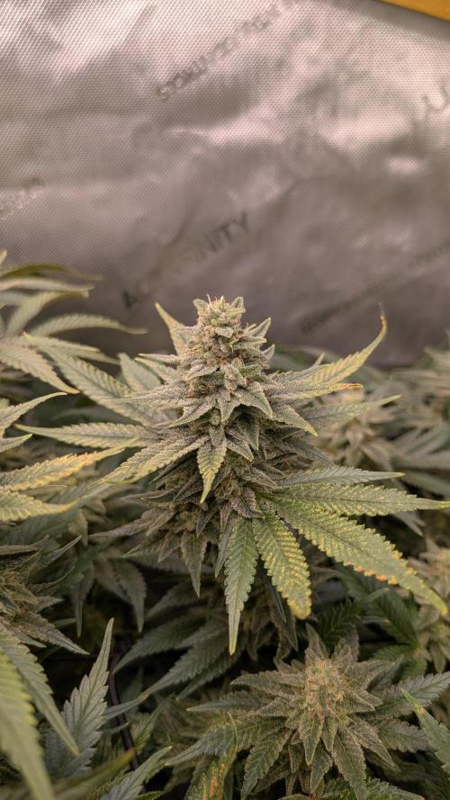 GH Cheese. Week 14