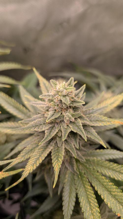 GH Cheese. Week 14