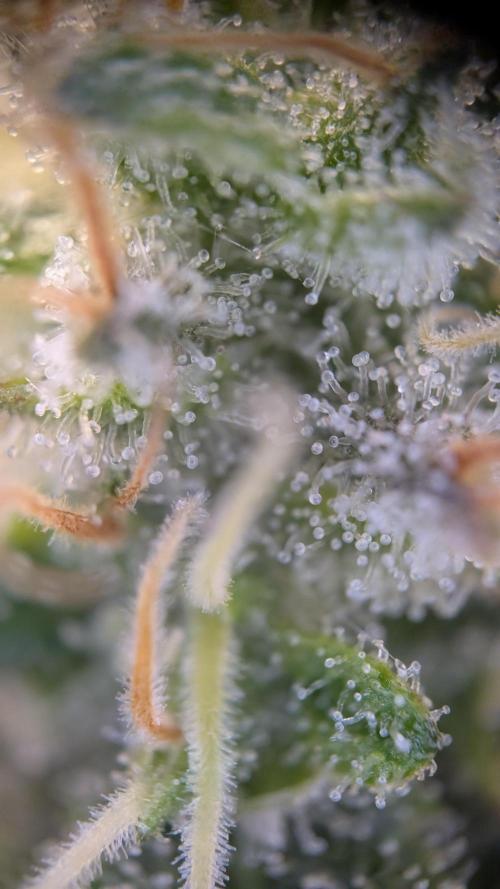 GH Cheese. Week 14