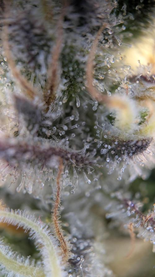 Orange Bud 2.0. Week 14