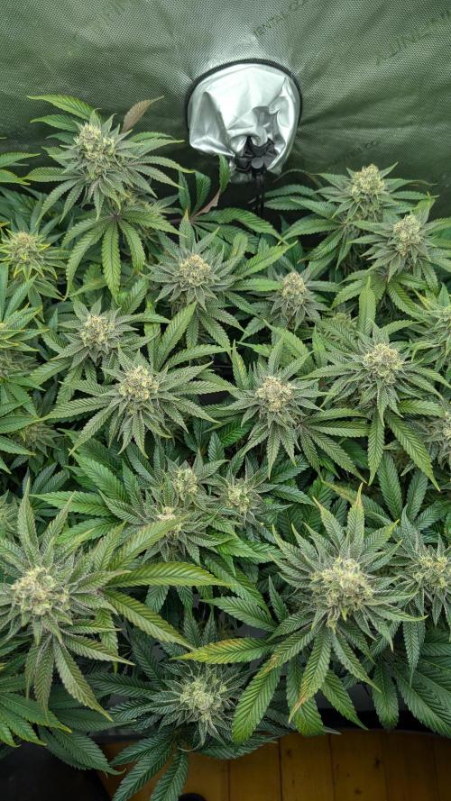 Orange Bud 2.0. Week 14