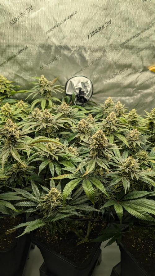 Orange Bud 2.0. Week 14