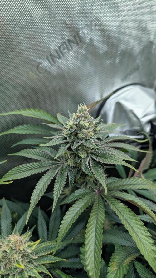 Orange Bud 2.0. Week 14