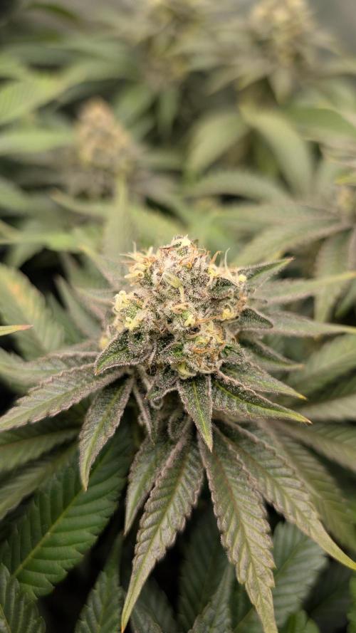Orange Bud 2.0. Week 14