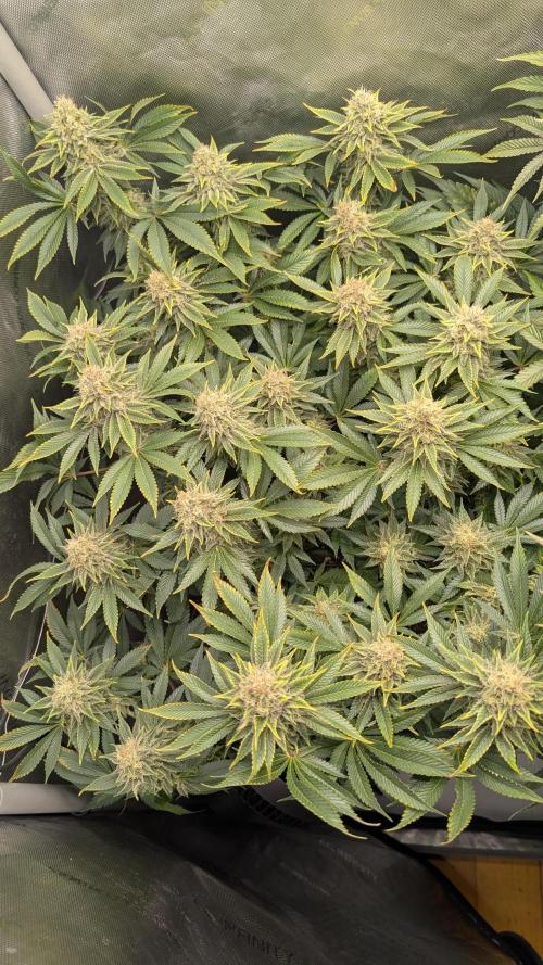 Orange Bud. Week 14